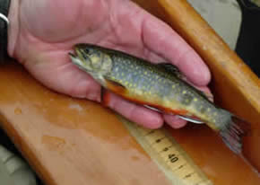 Wild Brookie from Big Spring Creek at www.flyfishingforbrooktrout.com