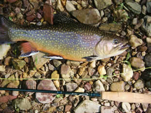 freestone brook trout from private waters at www.flyfishingforbrooktrout.com